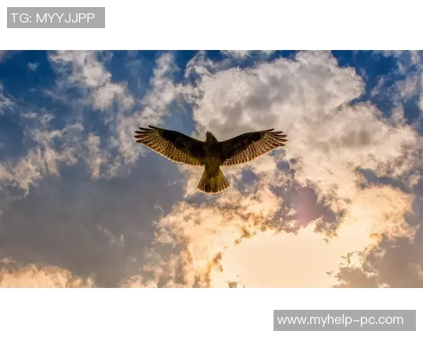 翱翔天际的王者探秘老鹰的生态习性与生存智慧